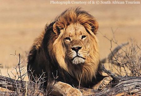 Photos Lion on Le Lion D Afrique